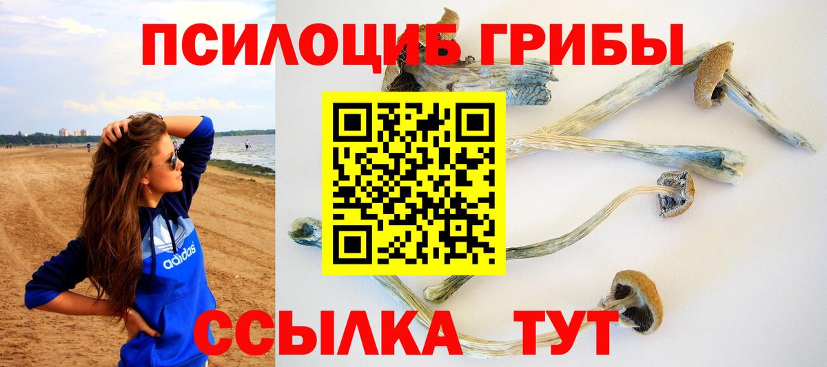 Псилоцибиновые грибы Psilocybine cubensis Кандалакша
